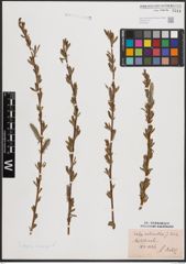 Foto von Salix daphnoides Vill. x Salix purpurea L.